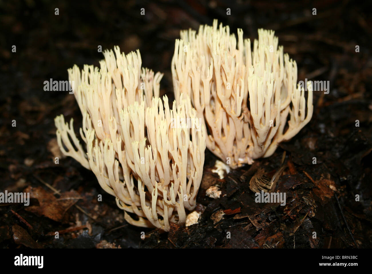 Corail Champignon debout Ramaria stricta prises à Dibbinsdale LNR, Wirral, UK Banque D'Images