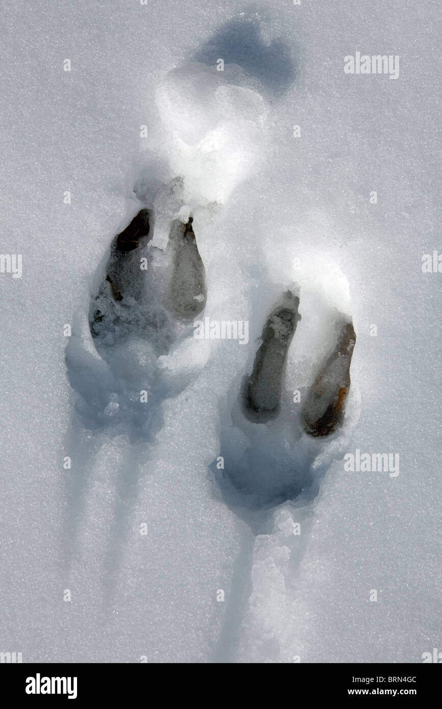 Chamois des Alpes (Rupicapra rupicapra), empreinte dans la neige. Banque D'Images