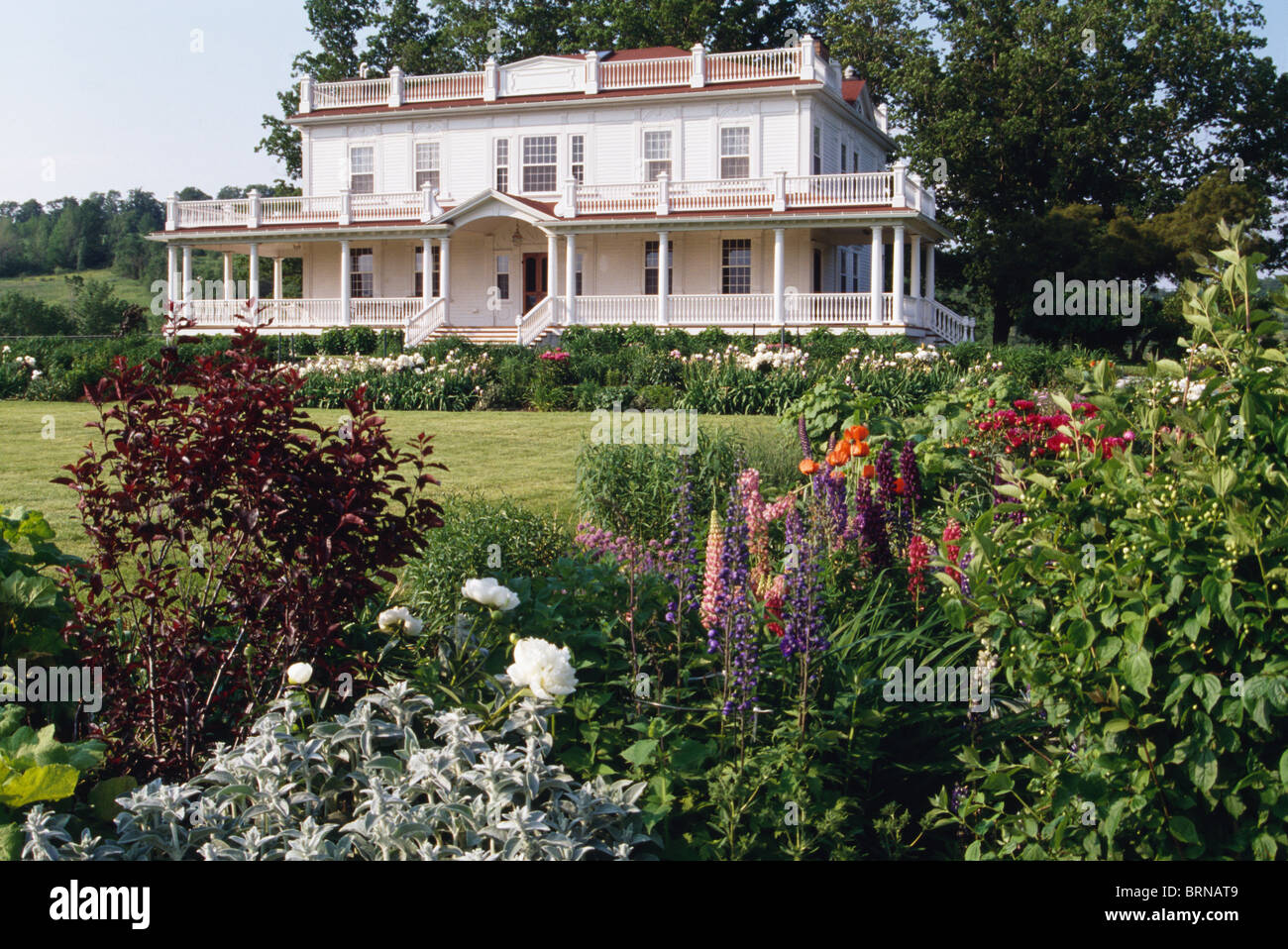 Plantes à fleurs en bordure de pelouse à côté en face de l'Amérique blanche grande maison de campagne de style colonial avec des balcons et vérandas Banque D'Images
