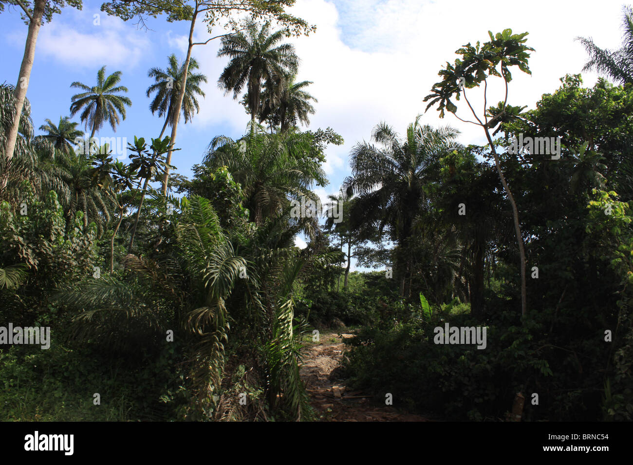 Les forêts tropicales en Afrique Banque D'Images