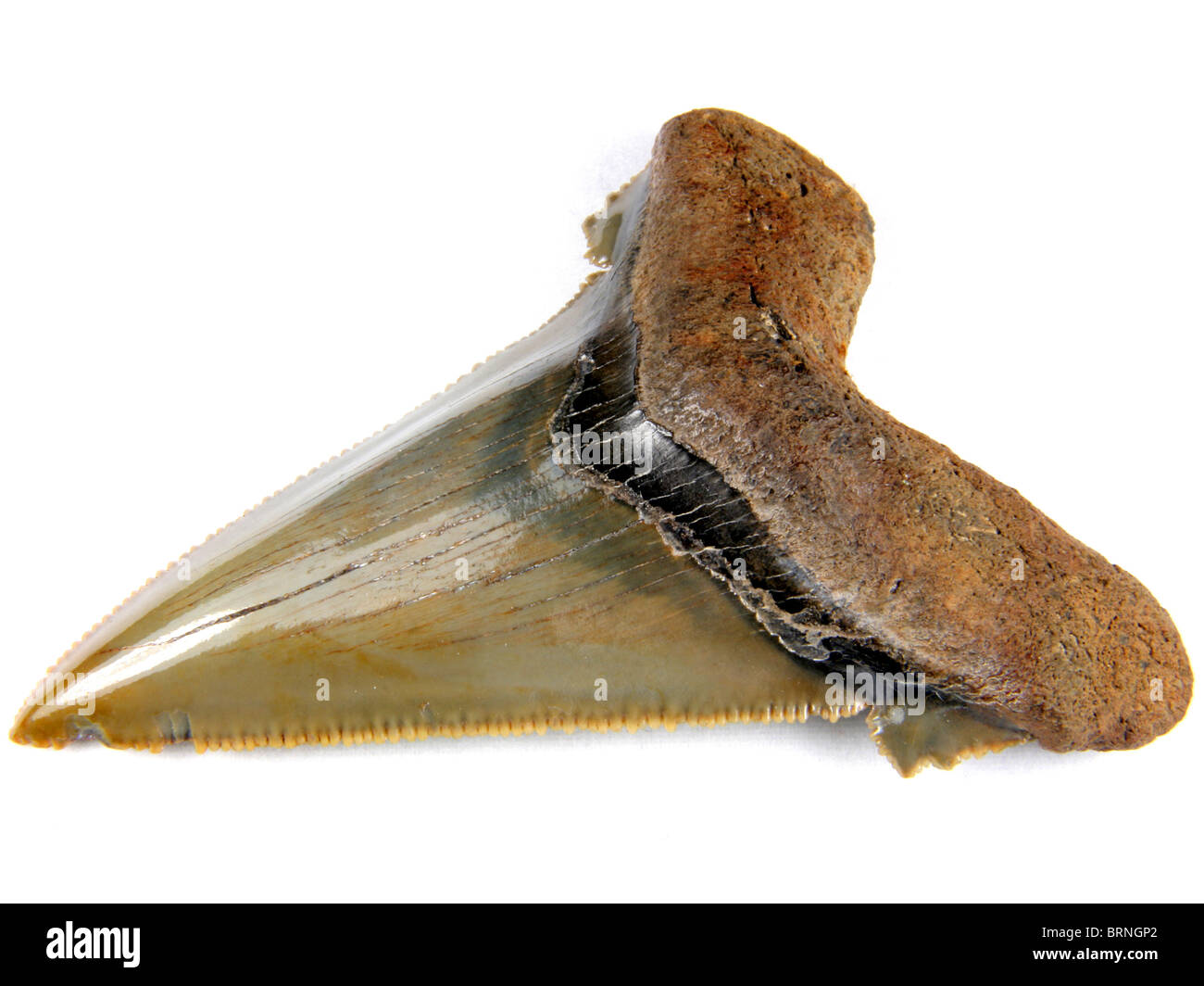 Dent de requin fossile pré Megalodon (Carcharocles auriculatus) 40 millions d'années de formation Château Hayne, Caroline du Nord. Banque D'Images