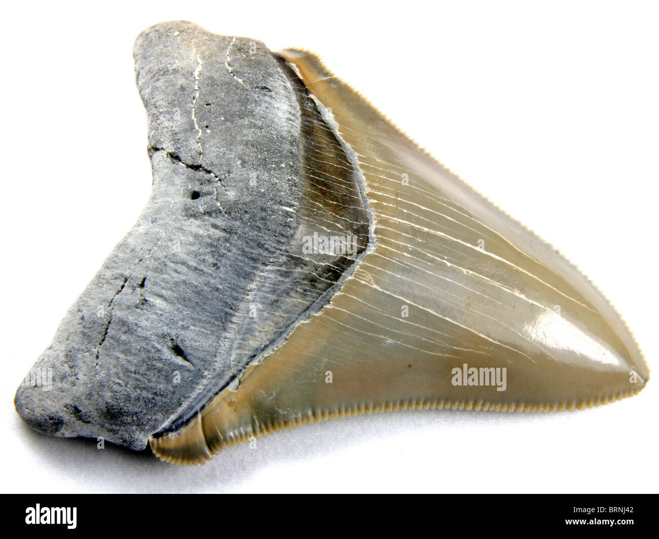 Carcharocles chubutensis (commence maintenant à ressembler à dents de Megalodon) 14 millions d'années d'Aurora, Caroline du Nord. Banque D'Images