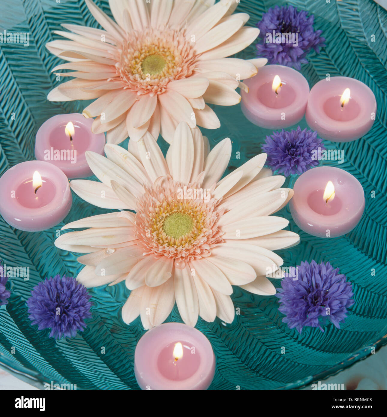 Still-Life de pink daisies et rose bougies flottantes dans bol en verre bleu avec barbeaux Banque D'Images