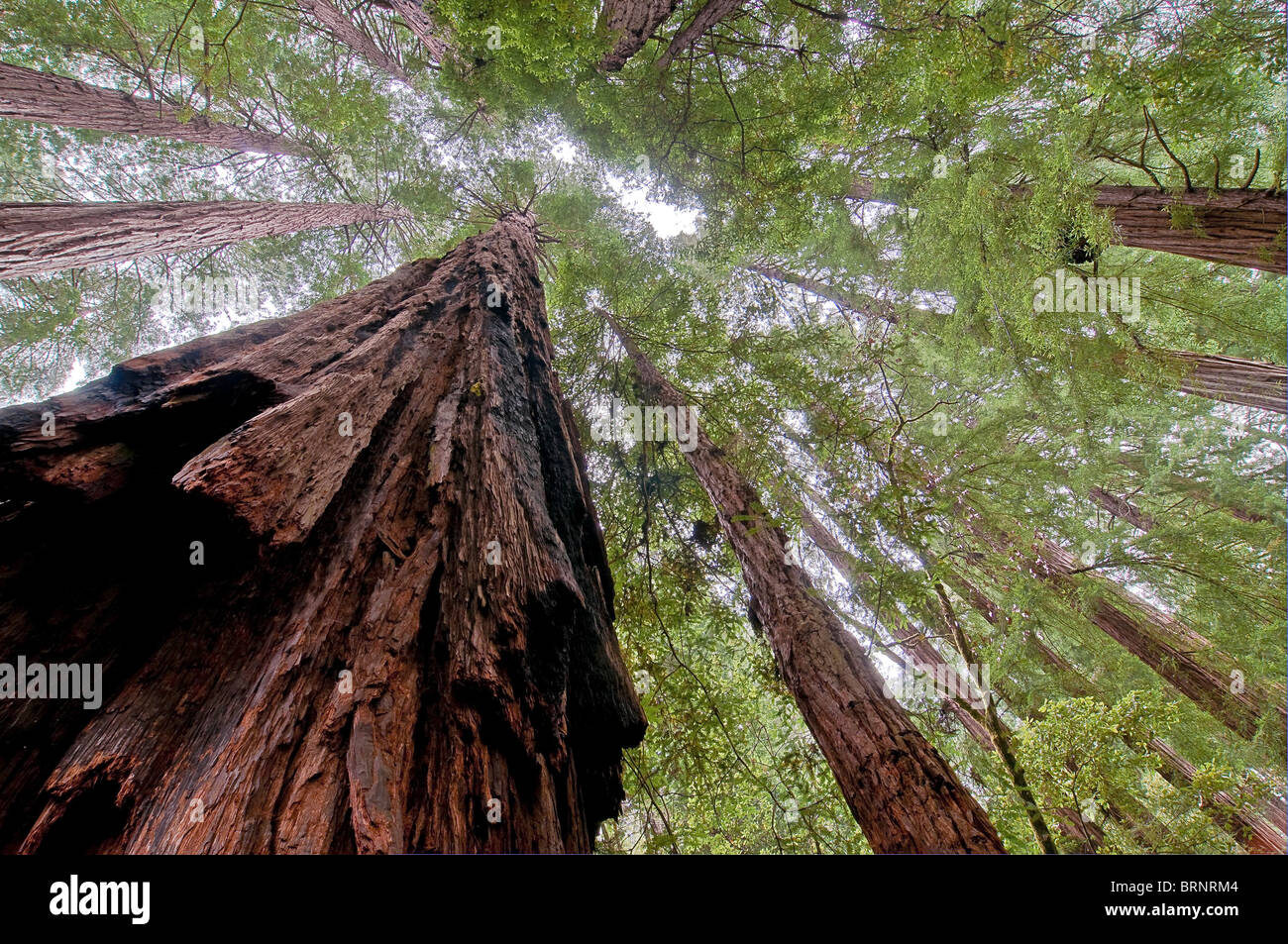 La végétation et les séquoias côtiers, Sequoia sempervirens, Muir Woods National Park, California, USA Banque D'Images