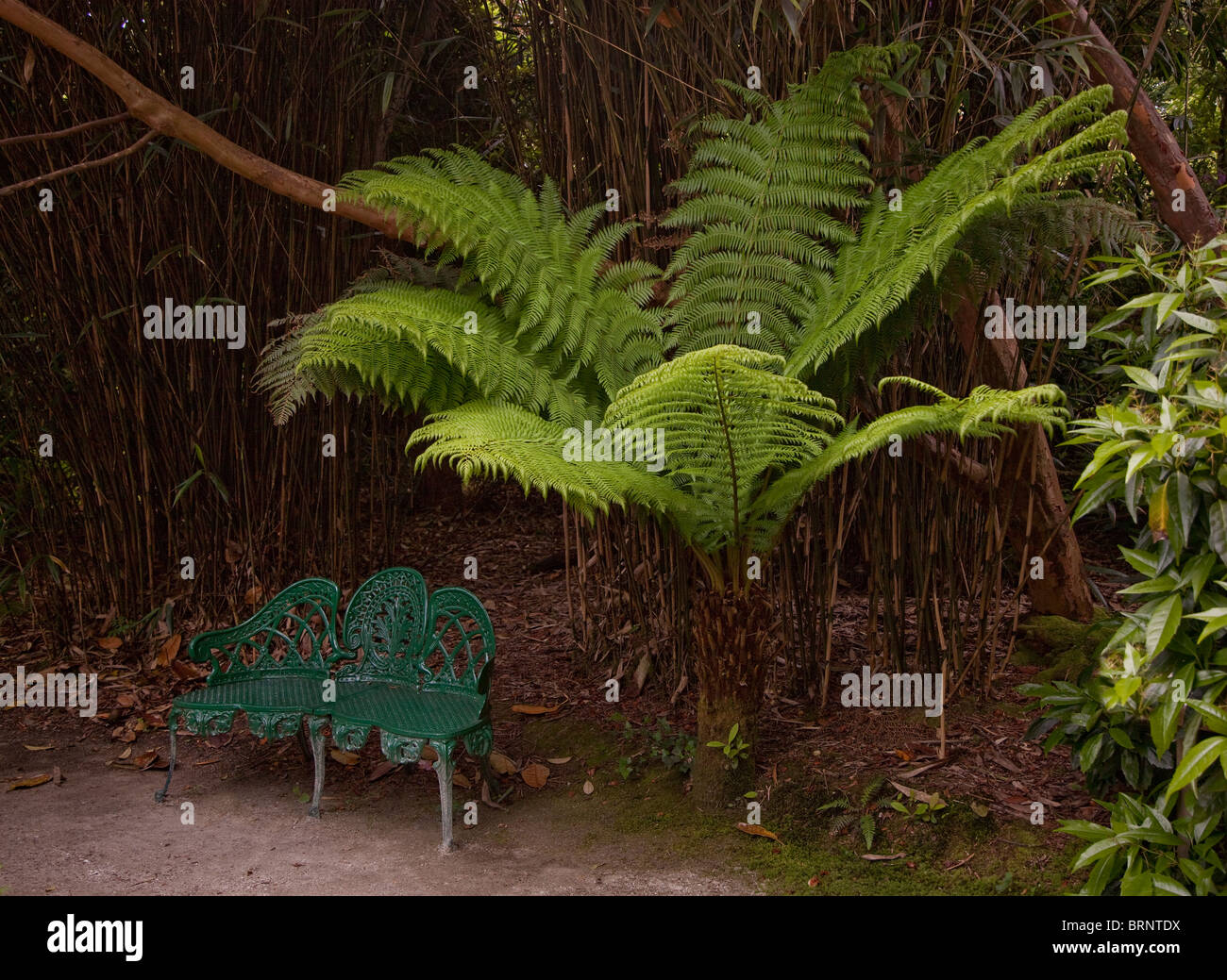 Fougère arborescente Dicksonia sp. avec siège vert jardin Banque D'Images
