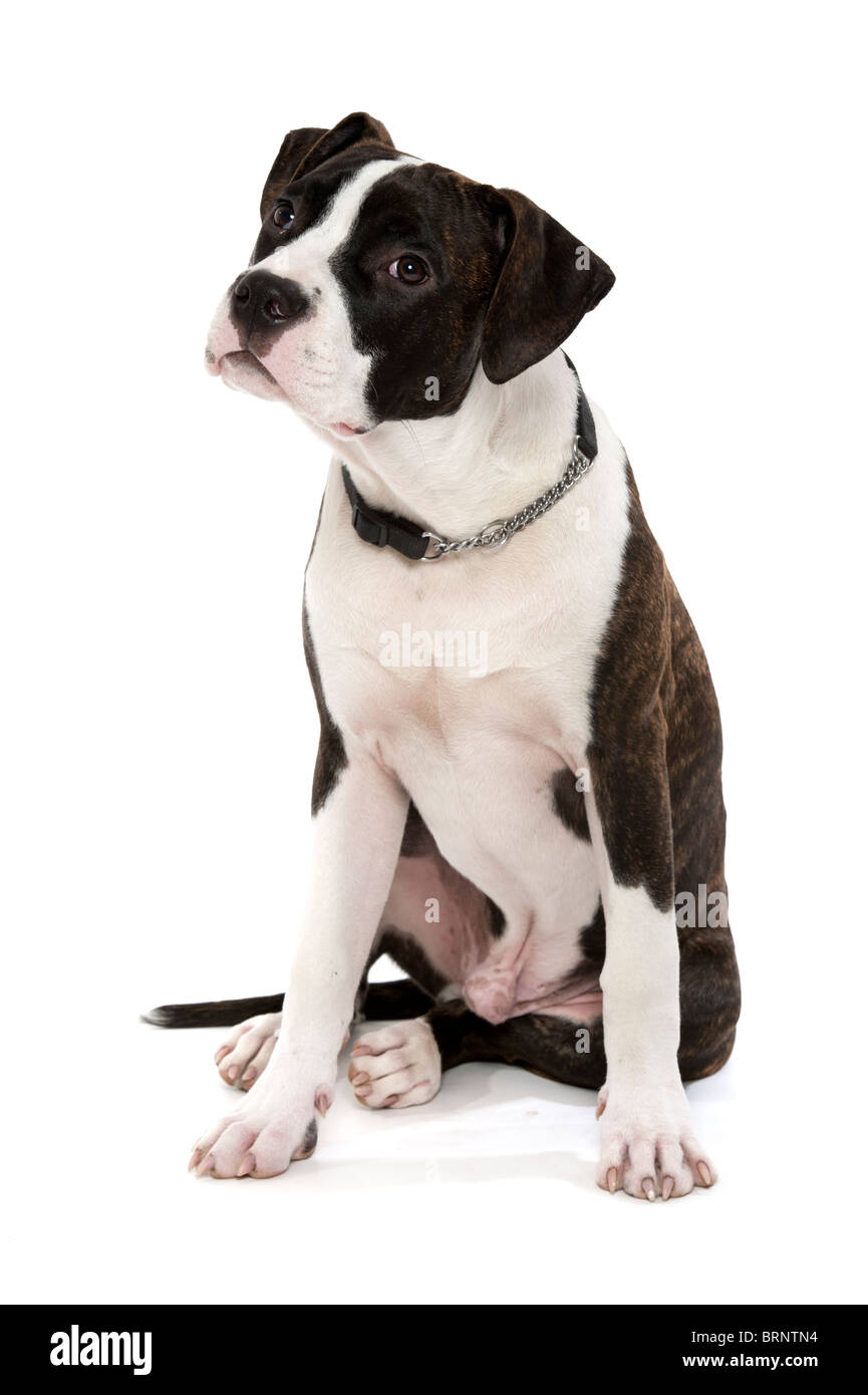 American Staffordshire Terrier sur un fond blanc Banque D'Images