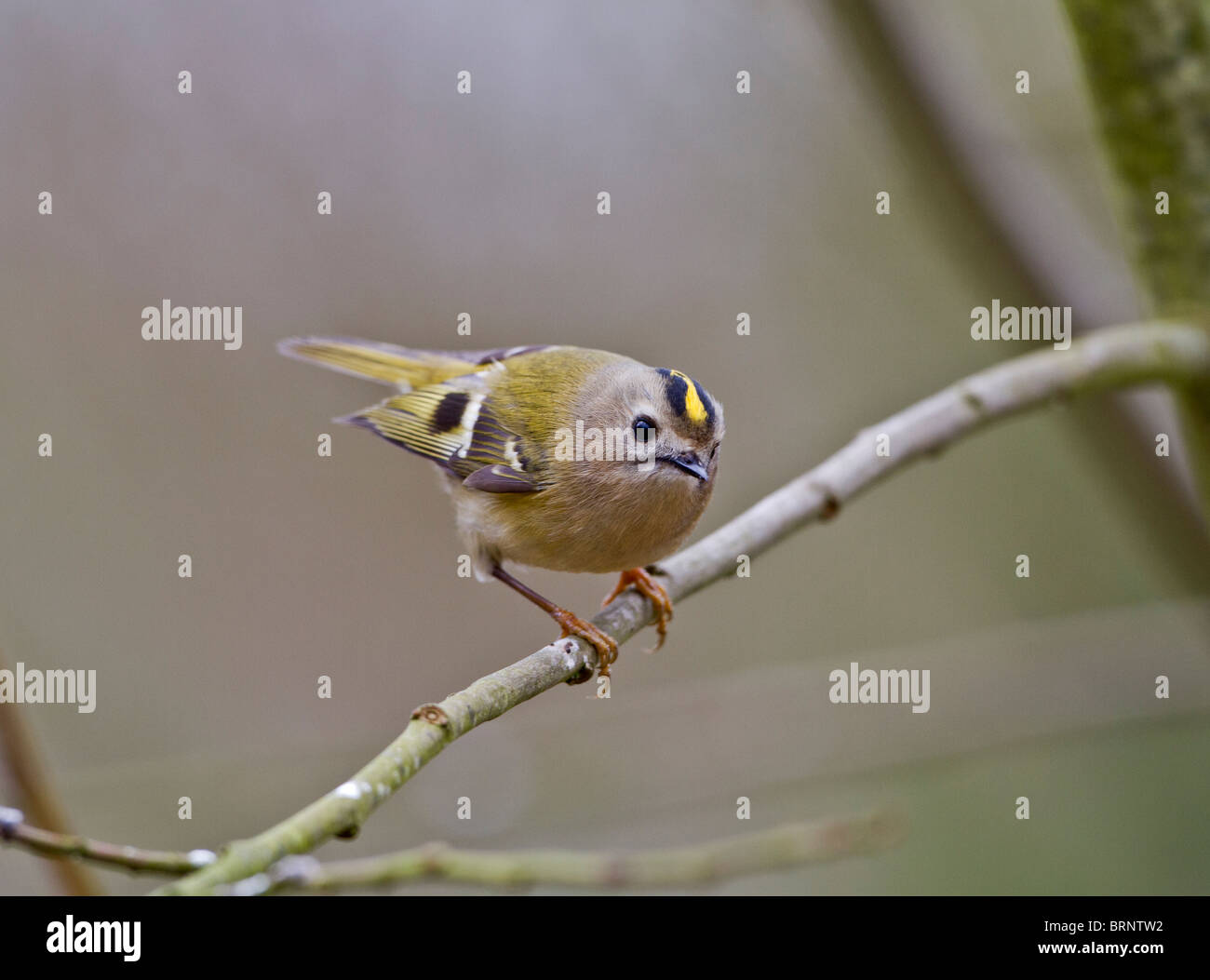 Goldcrest ( Regulus regulus ) posent d'affichage Banque D'Images