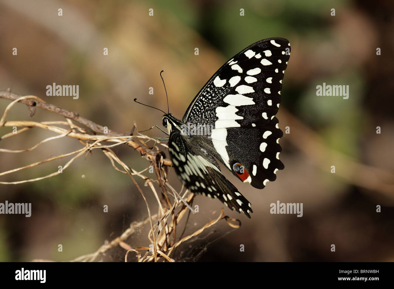 Les agrumes Papilio caravaggio collier style necklace) dans le Delta de l'Okavango au Botswana. Banque D'Images