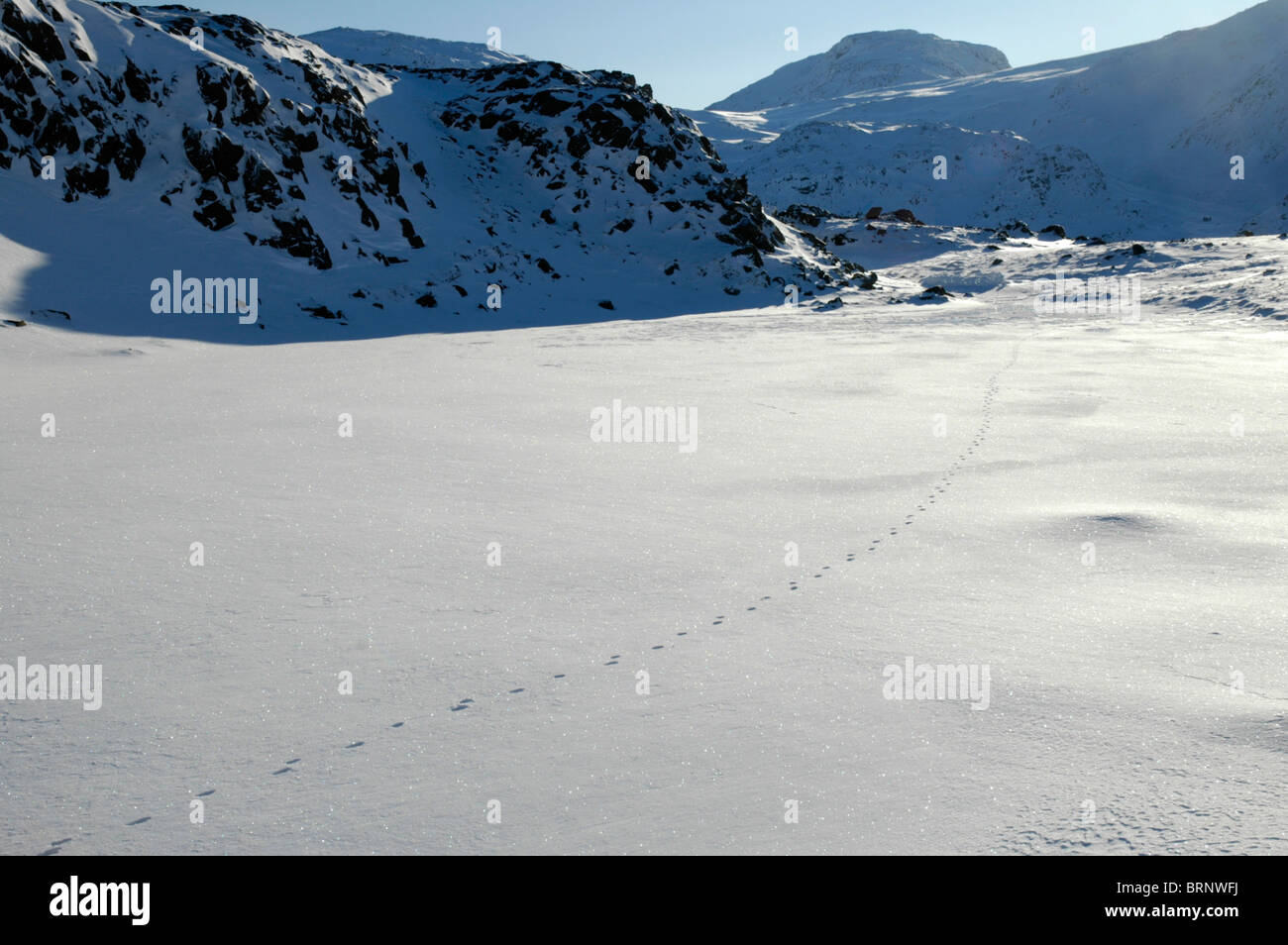 Une ligne de fox les voies franchit le sommet couvert de neige de Seathwaite est tombé dans le Lake District. Banque D'Images