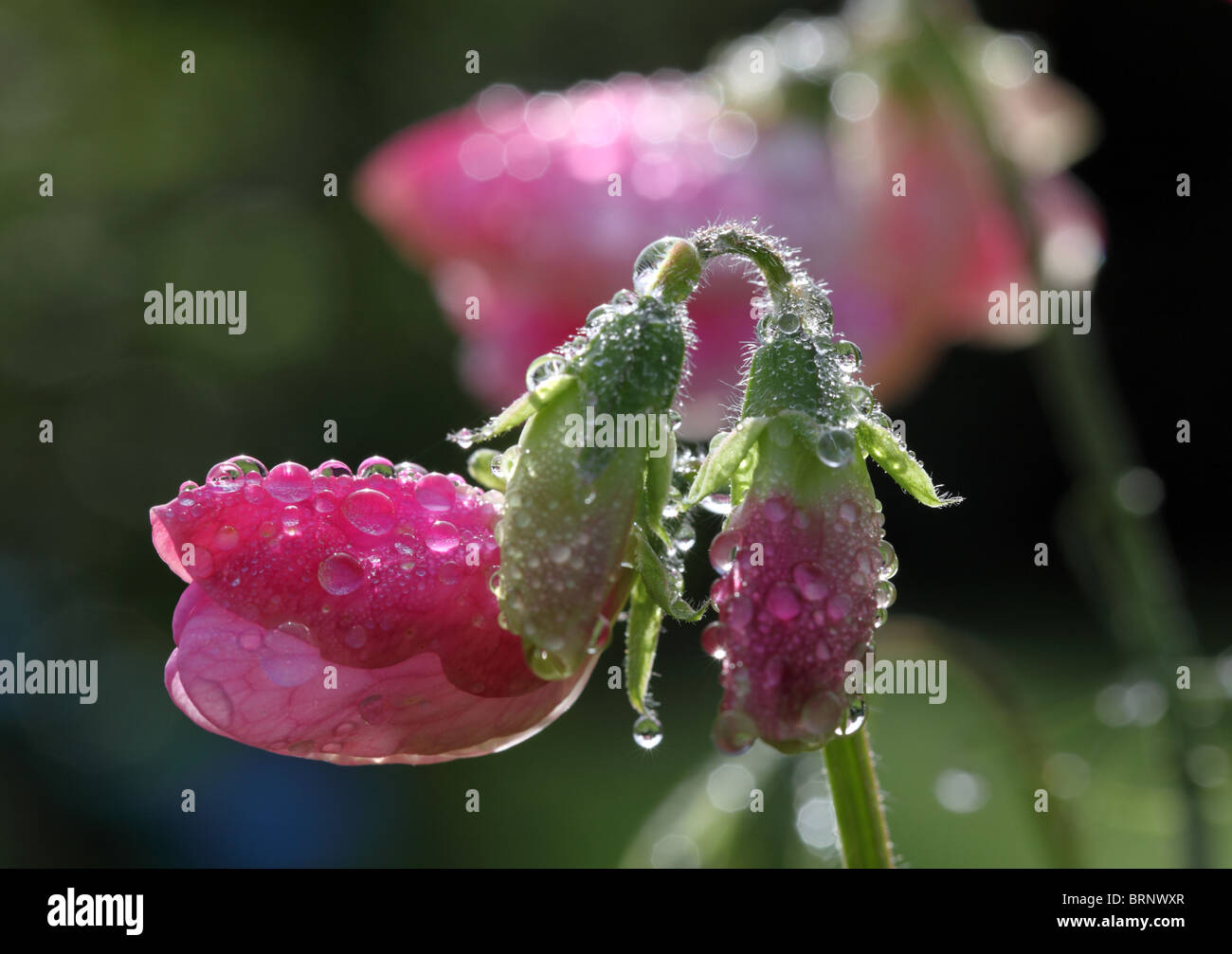 Close up of a pois doux avec des gouttes de pluie Banque D'Images