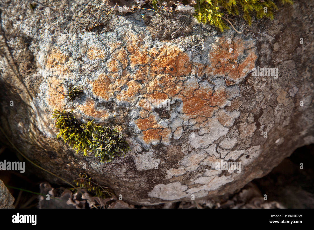 Riche de la diversité des lichens qui poussent sur la roche de granit, la Norvège Banque D'Images