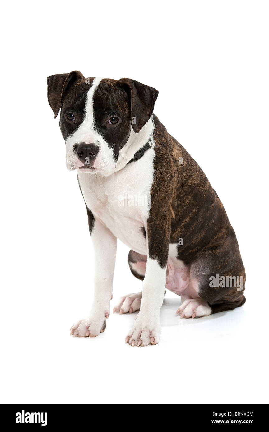 American Staffordshire Terrier sur un fond blanc Banque D'Images