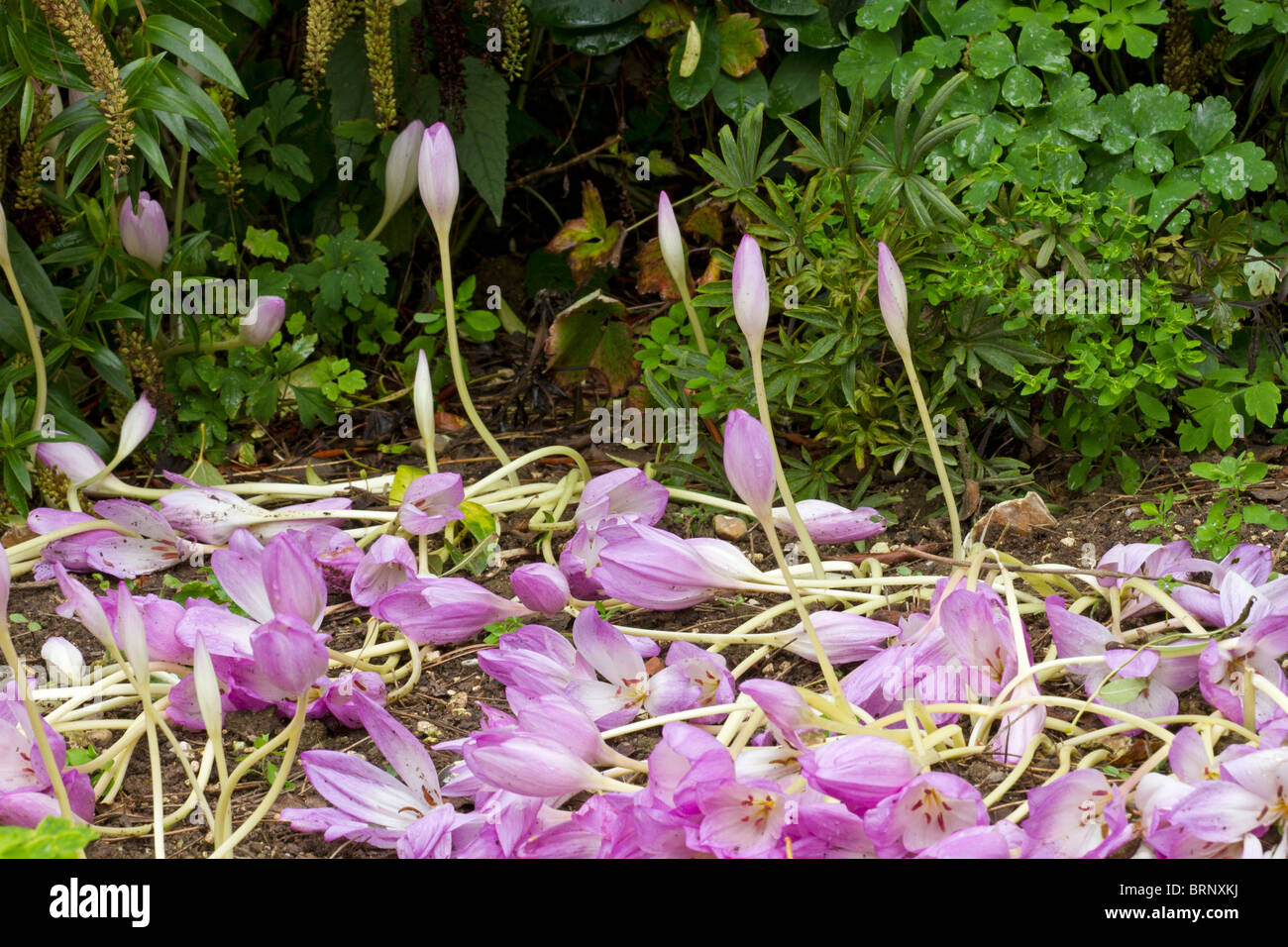 Fleurs lilas Colchicum chuté au après de fortes pluies à l'automne en UK Banque D'Images