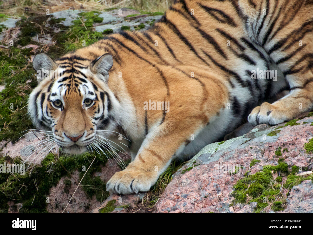 L'Amour (femelle) de Sibérie tigre sur rocks looking at camera Banque D'Images