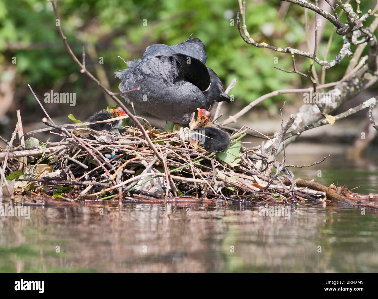 ( Coot Fulica atra ) avec les jeunes sur son nid Banque D'Images