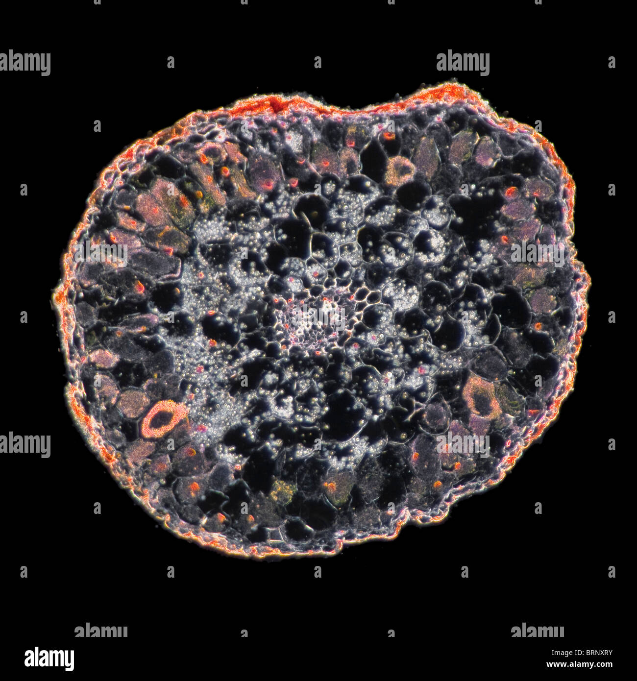 Mycorhize microscope Banque de photographies et d’images à haute