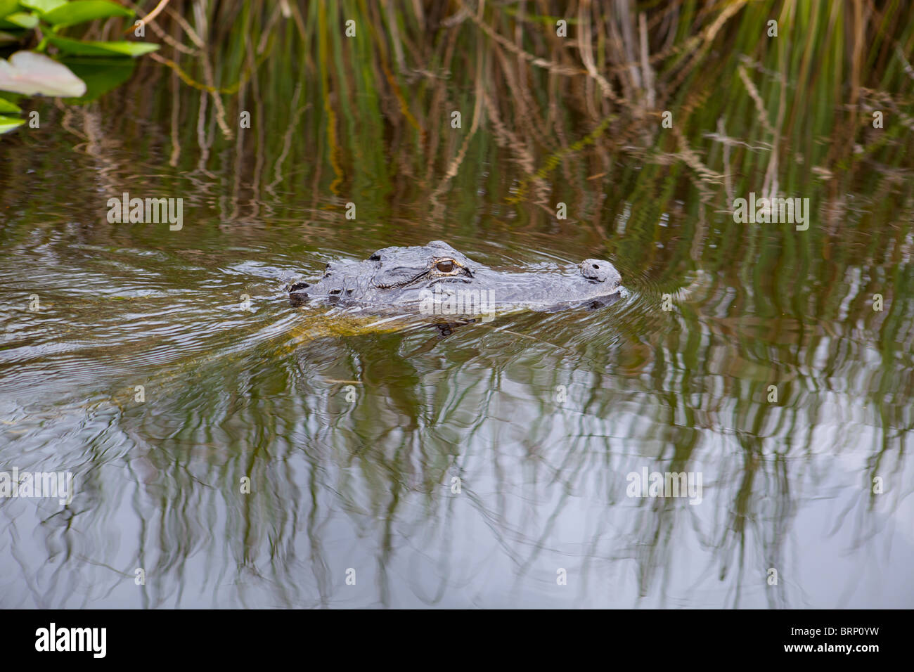 Dans les Everglades Alligator, en Floride Banque D'Images