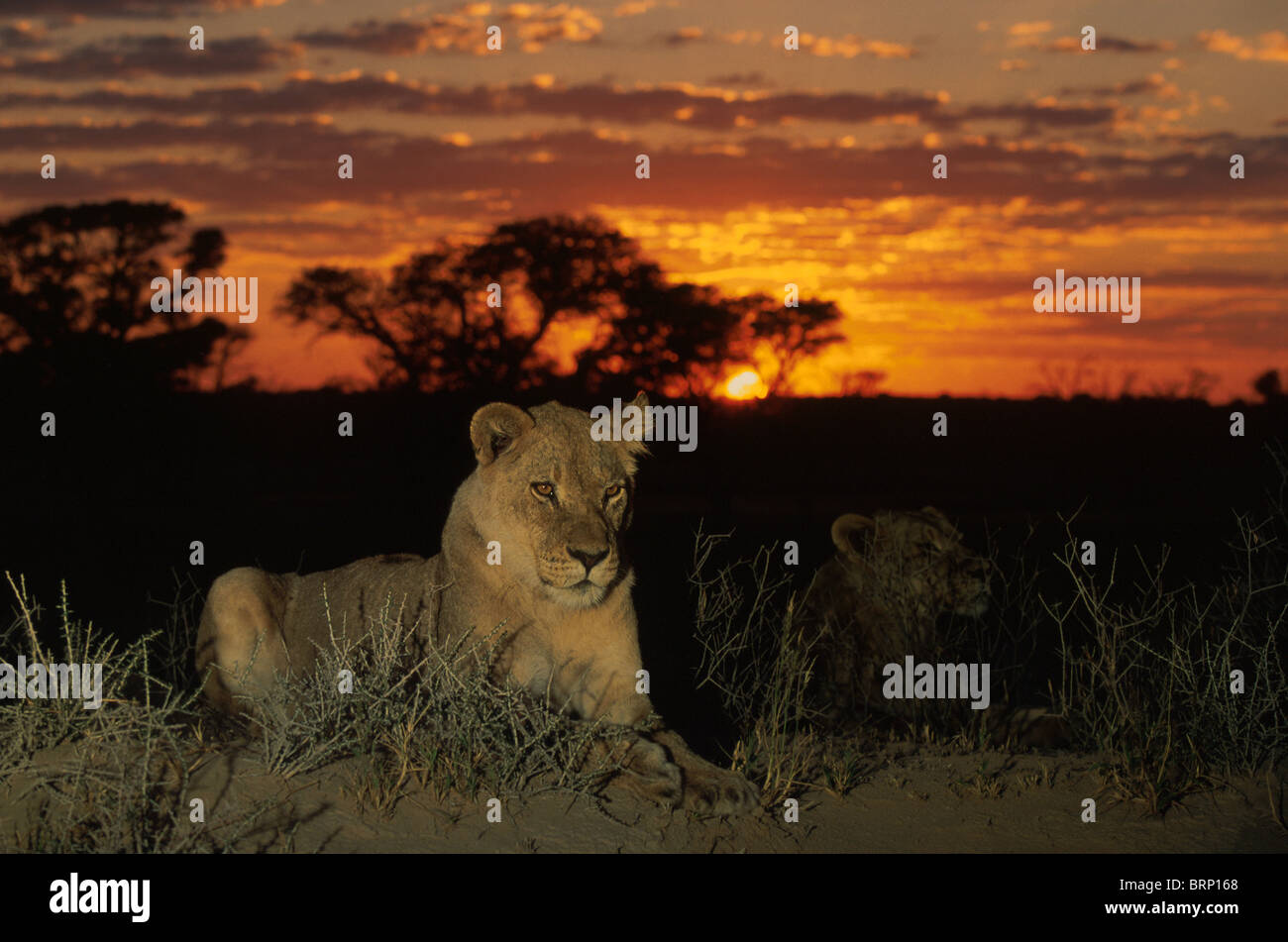 Lionne au coucher du soleil dans le Kalahari Banque D'Images