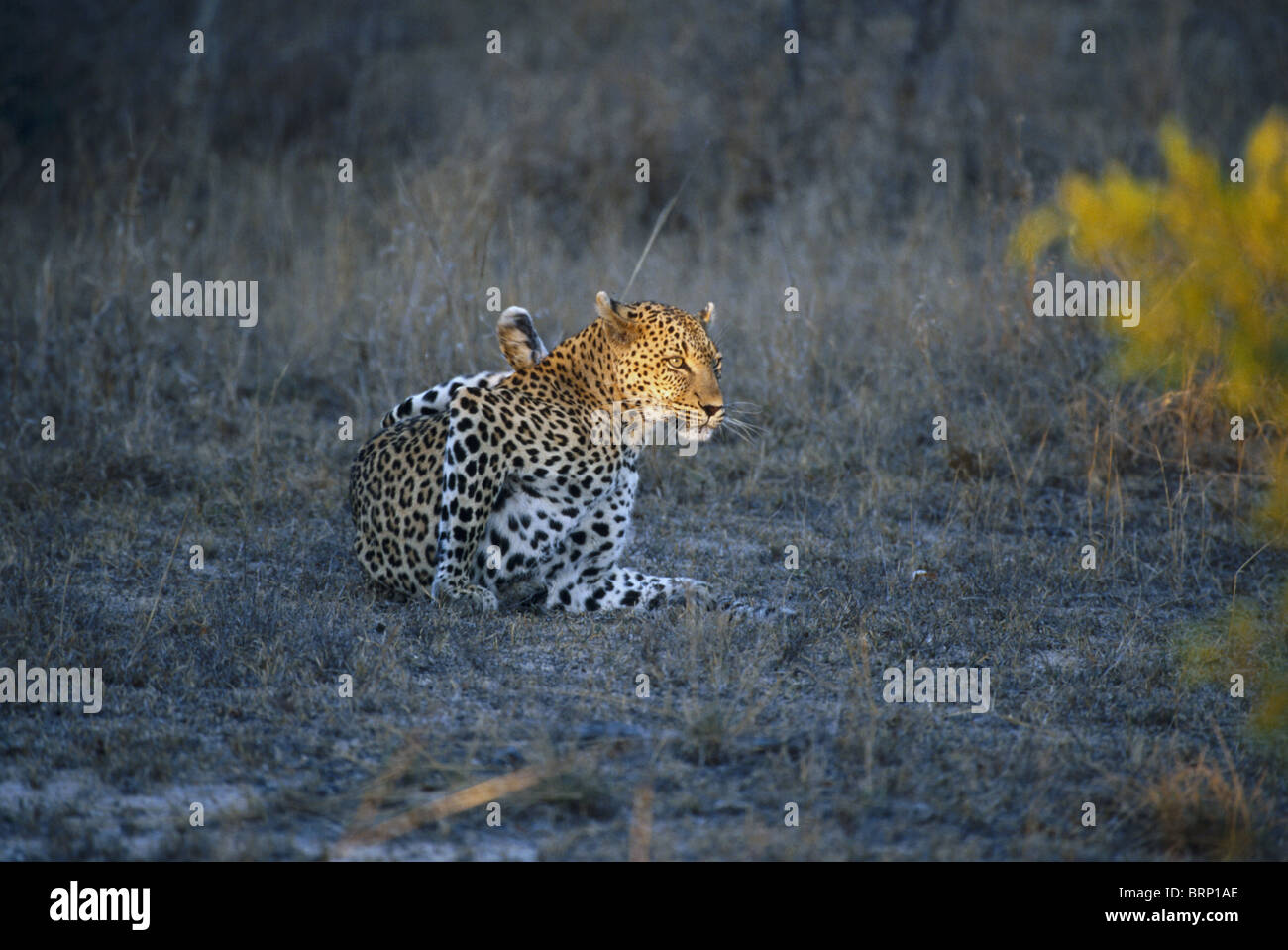Une femelle adulte leopard recherche de se toiletter à les derniers rayons de soleil attraper son visage Banque D'Images