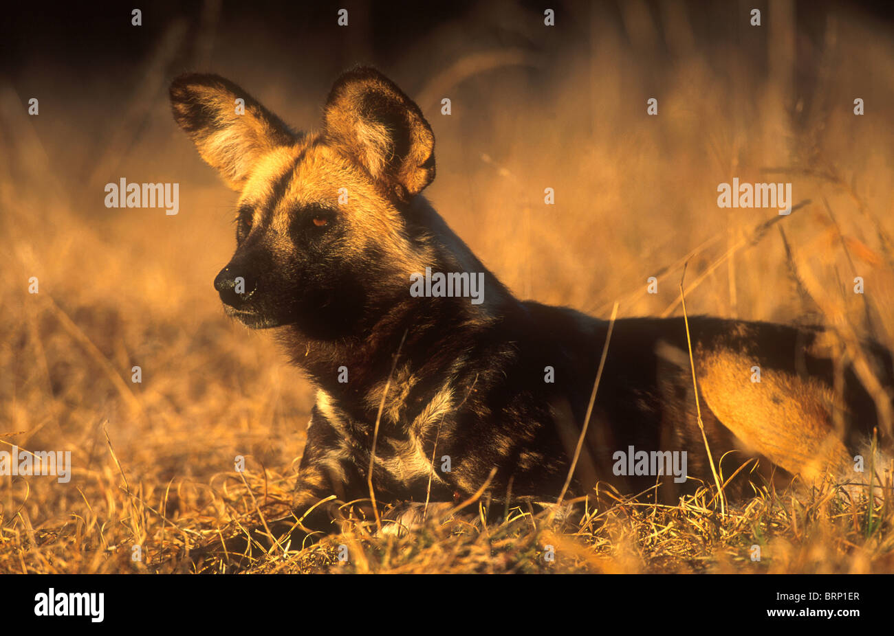 Chien sauvage dans le veld au coucher du soleil Banque D'Images