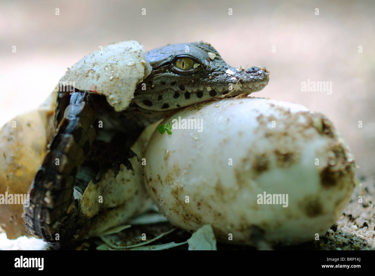 Un Bebe Crocodile Du Nil L Eclosion De Son Oeuf Photo Stock Alamy