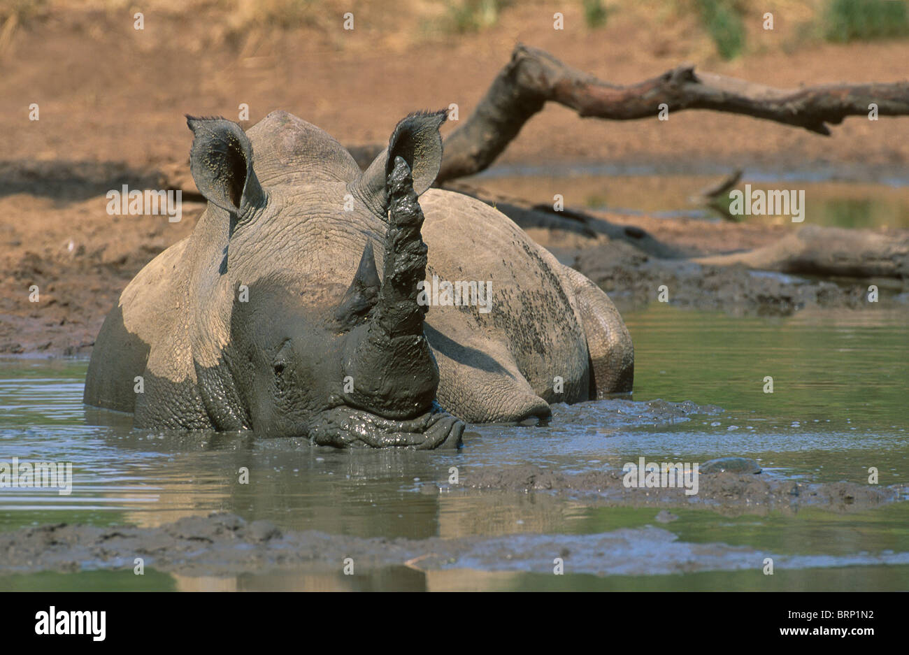 Rhinocéros blanc, à Mud se vautre Banque D'Images