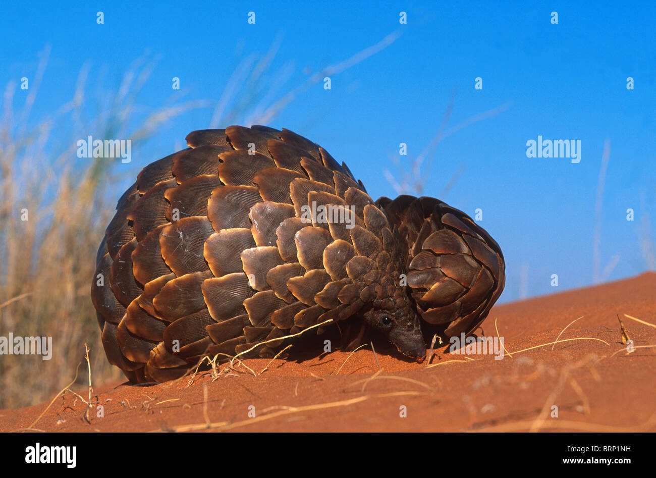 Close-up de Pangolin comme il se découvre lui-même à partir de la balle de protection il forme lorsqu'ils sont menacés Banque D'Images