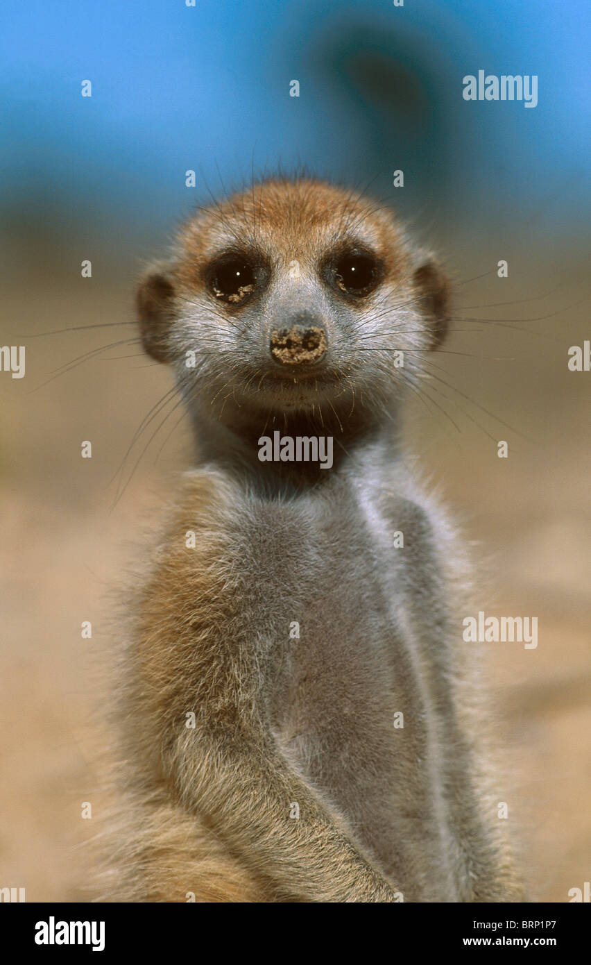 Portrait de Meerkat suricate (jeune) de regarder directement l'appareil photo Banque D'Images