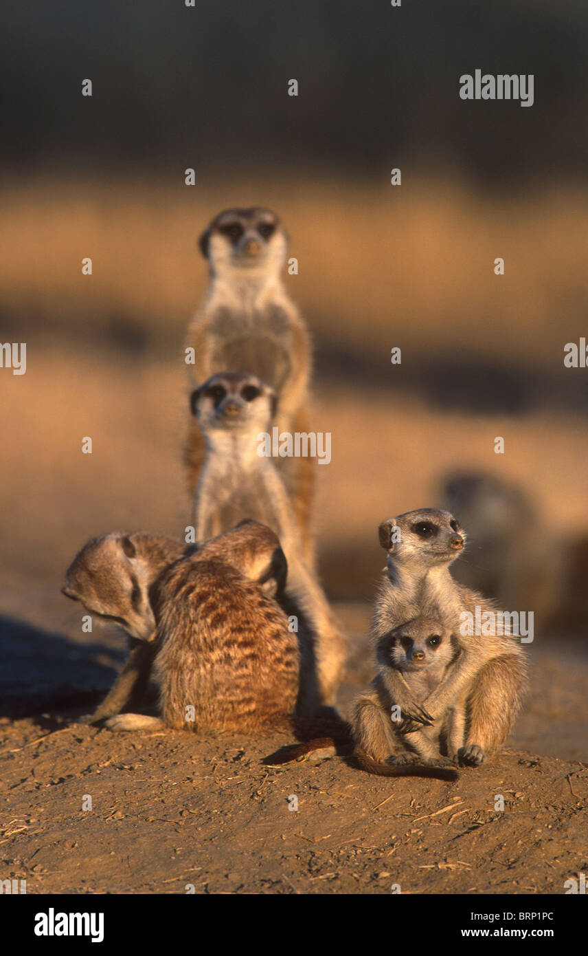 Un Meerkat suricate (famille) avec un jeune à leur terrier au coucher du soleil Banque D'Images