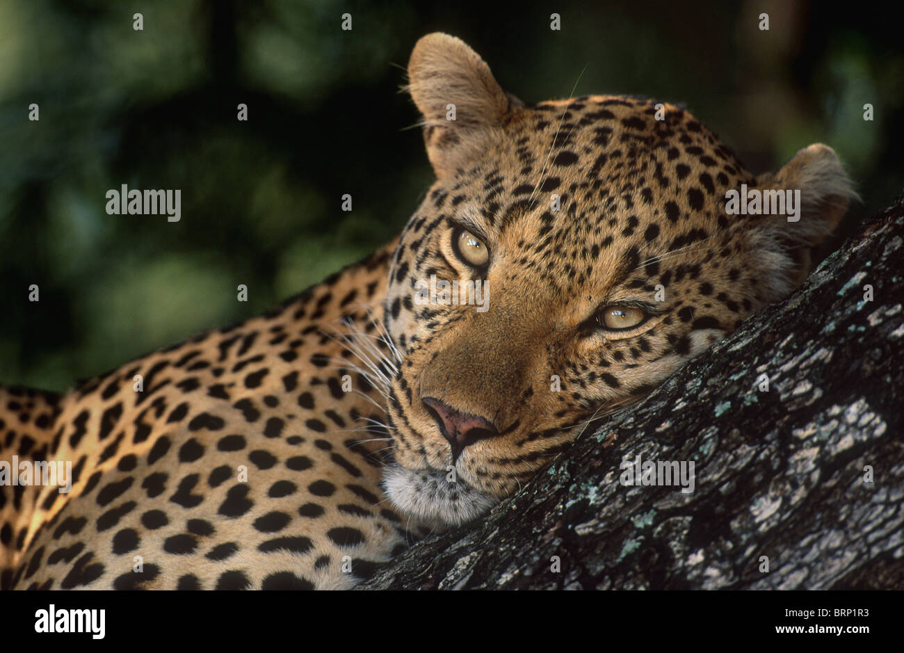 Portrait d'un grand mâle Leopard couché dans un arbre Banque D'Images