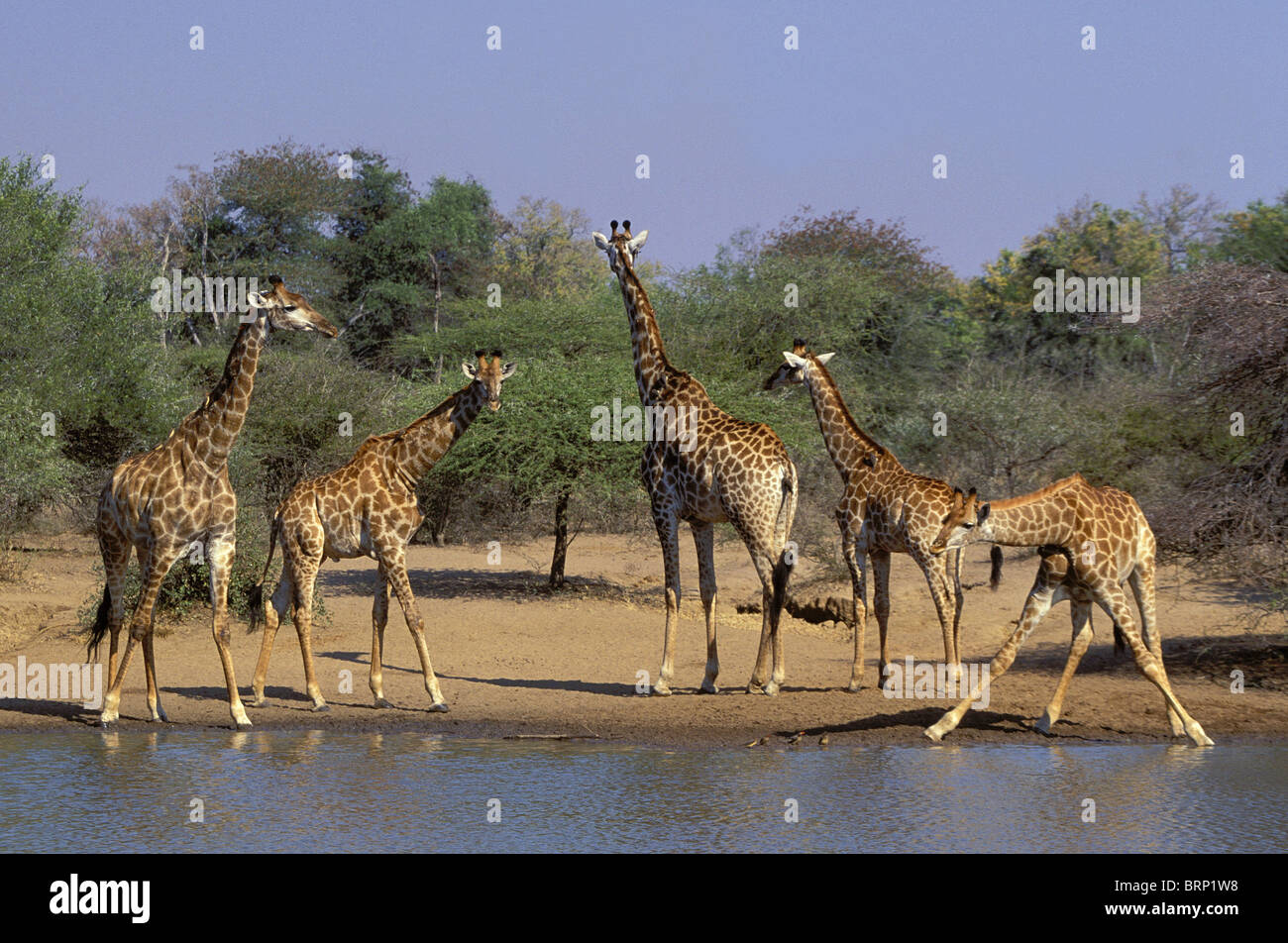 Les Girafes debout autour d'un étang dans le Parc National Kruger Banque D'Images