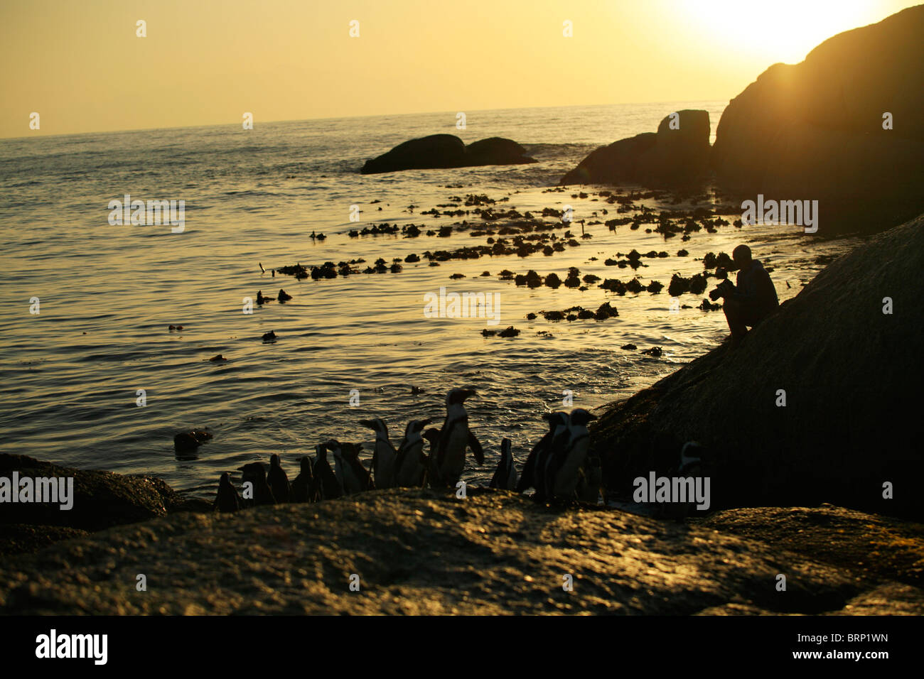 La silhouette du photographe et de pingouins africains sur la rive au coucher du soleil Banque D'Images