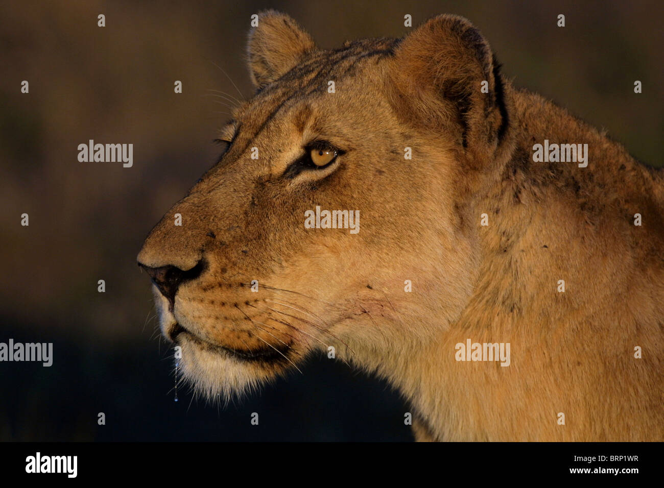 Portrait de lionne montrant le côté du visage Banque D'Images