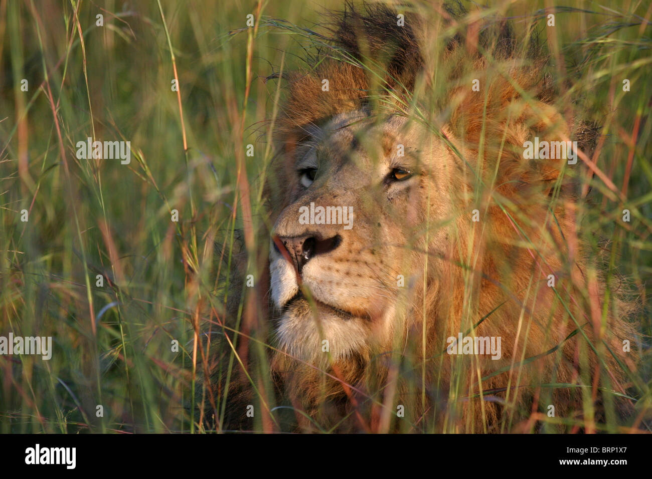 Lion couché dans l'herbe haute à Alert Banque D'Images