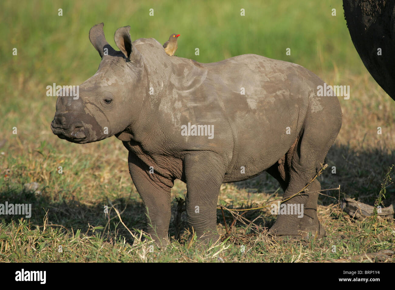 Un Bebe Rhino Avec Son Visage Couvert De Boue Et Un Oiseau Perche Sur Son Cou Photo Stock Alamy