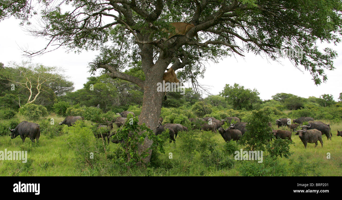 Les Lions dans un arbre et le pâturage Buffalo ci-dessous Banque D'Images