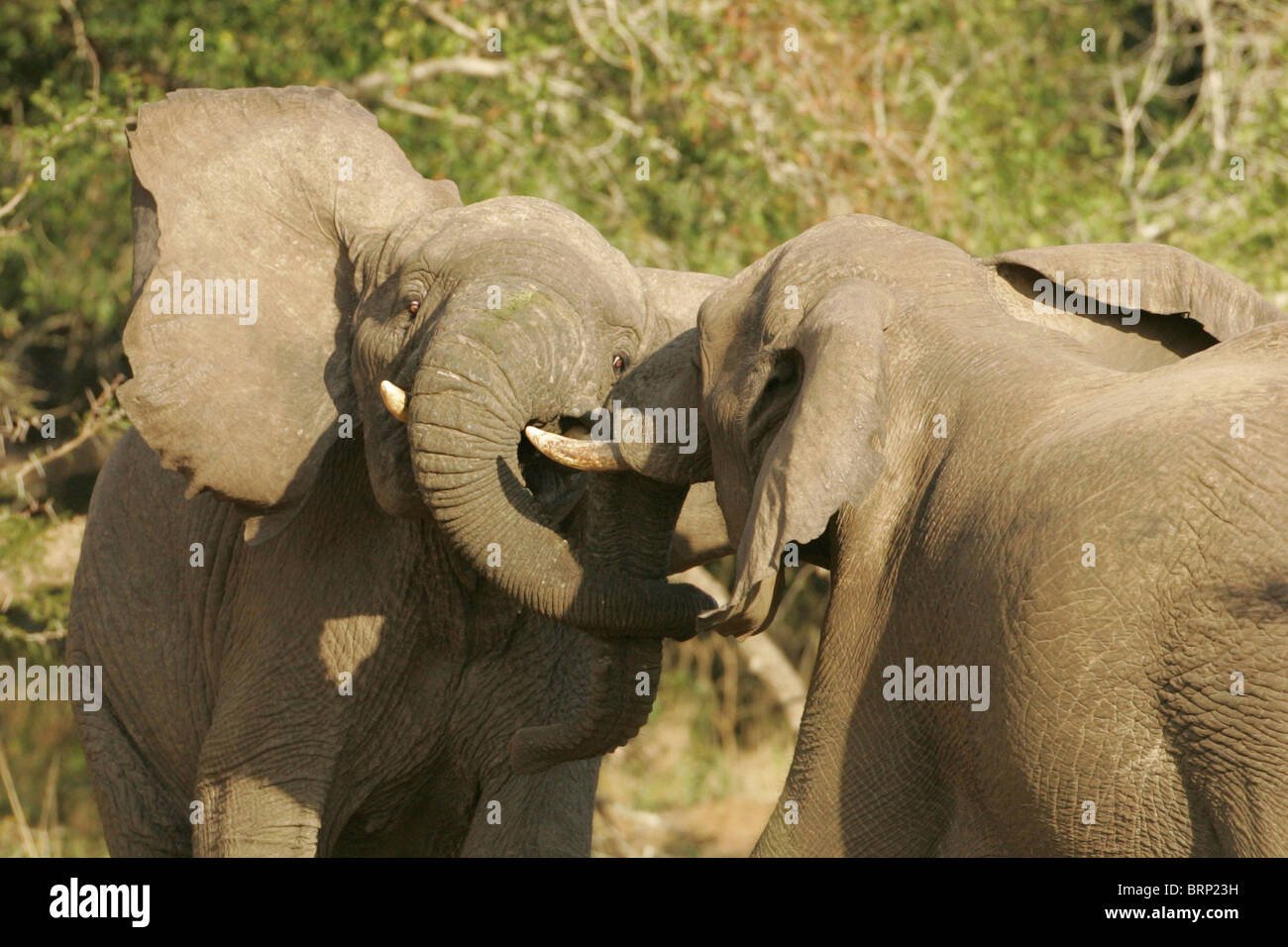 Deux éléphants africains et leurs malles interlocking comme ils jouent lutte Banque D'Images