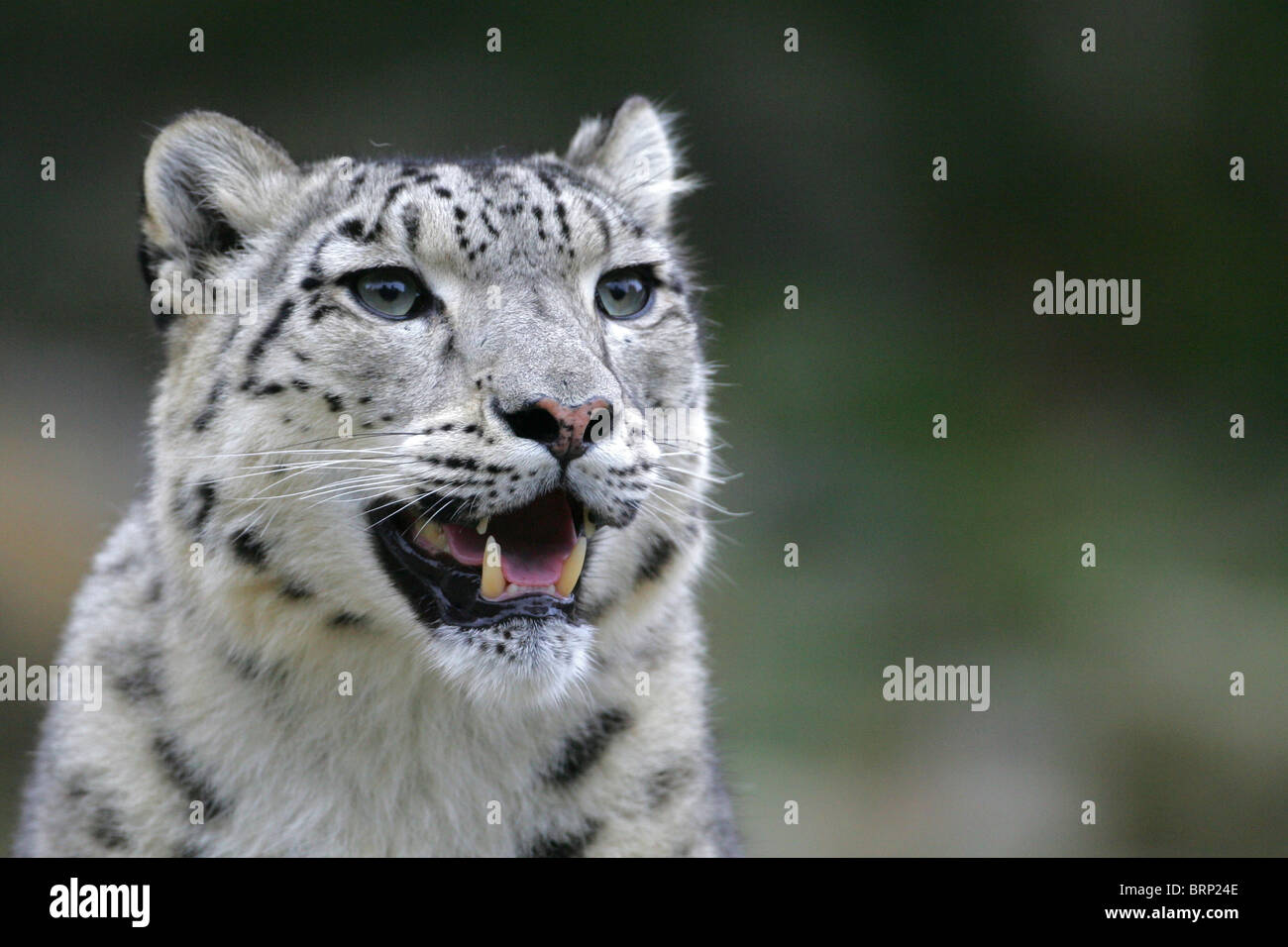 Un portrait d'un Snow Leopard avec sa bouche ouverte et ses dents exposées Banque D'Images