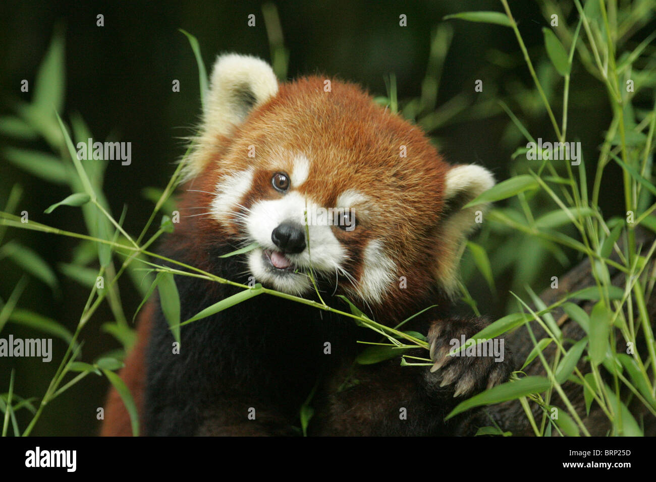 Le panda rouge à mâcher sur des feuilles de bambou Banque D'Images