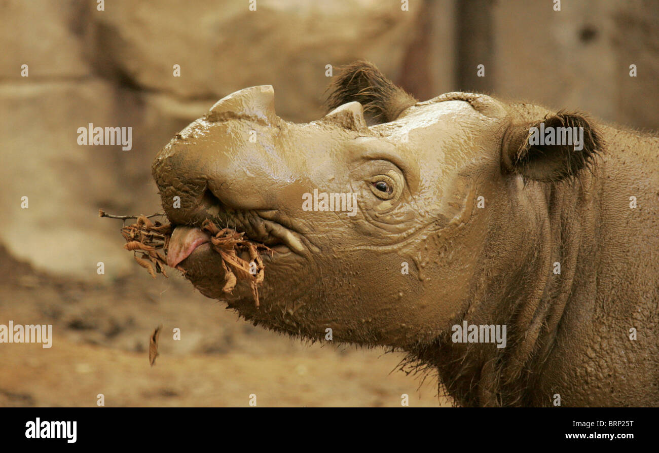 Portrait de rhinocéros de Sumatra, couvert de boue et de broyer les aliments Banque D'Images