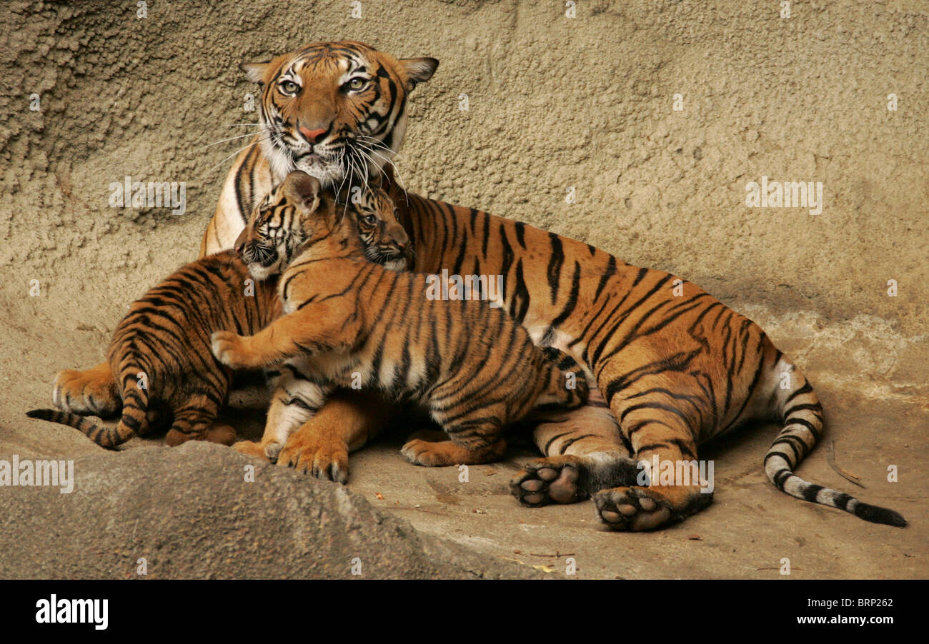 Tigre de Malaisie mère couchée sur le côté et ses petits appuyée sur son Banque D'Images