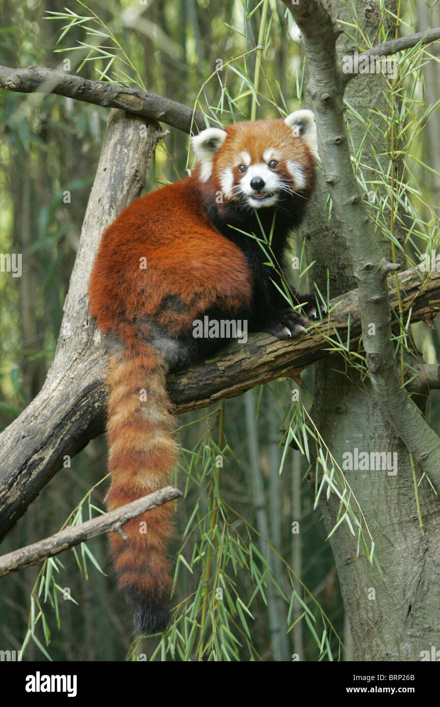 Le panda rouge assis sur la branche d'un arbre avec sa longue queue touffue accroché vers le sol Banque D'Images