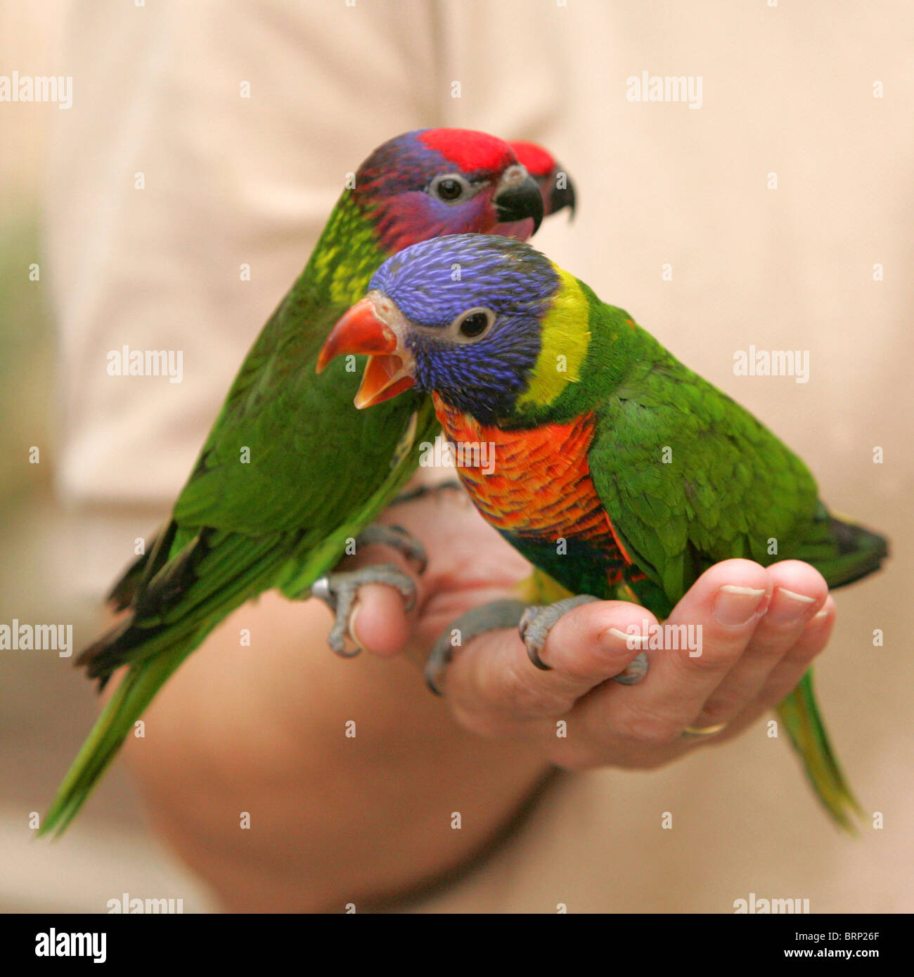 Rainbow loriquets verts perché sur une personnes hand Banque D'Images