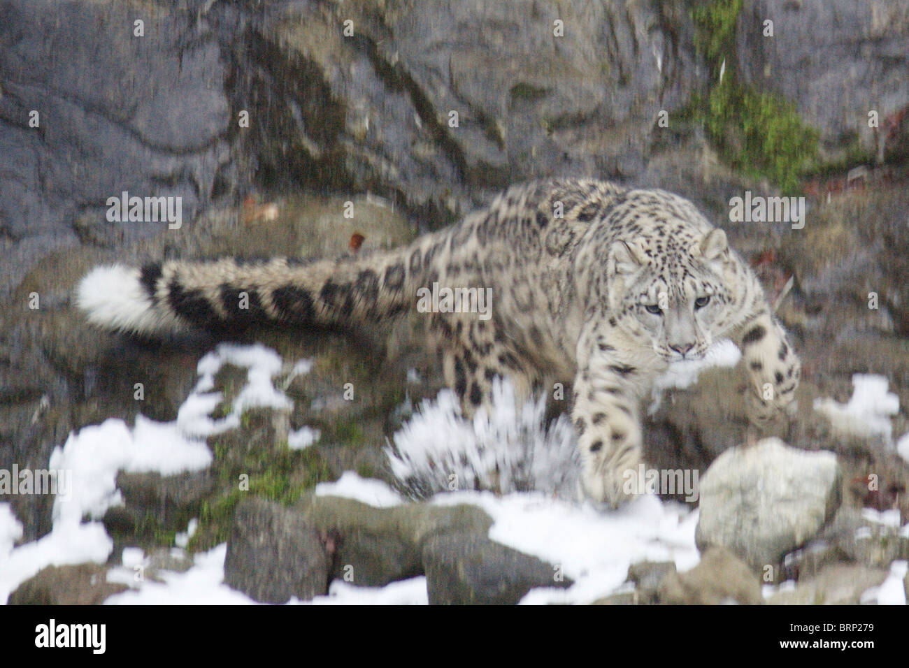Snow Leopard pontage des plaques de neige et de roches Banque D'Images