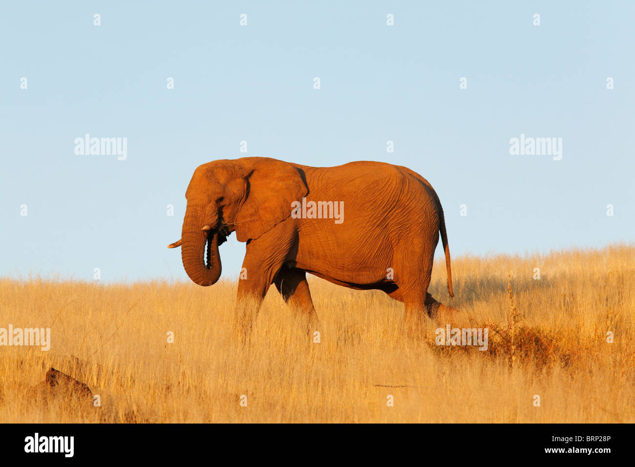 Balades dans les prairies sèches de l'éléphant Banque D'Images