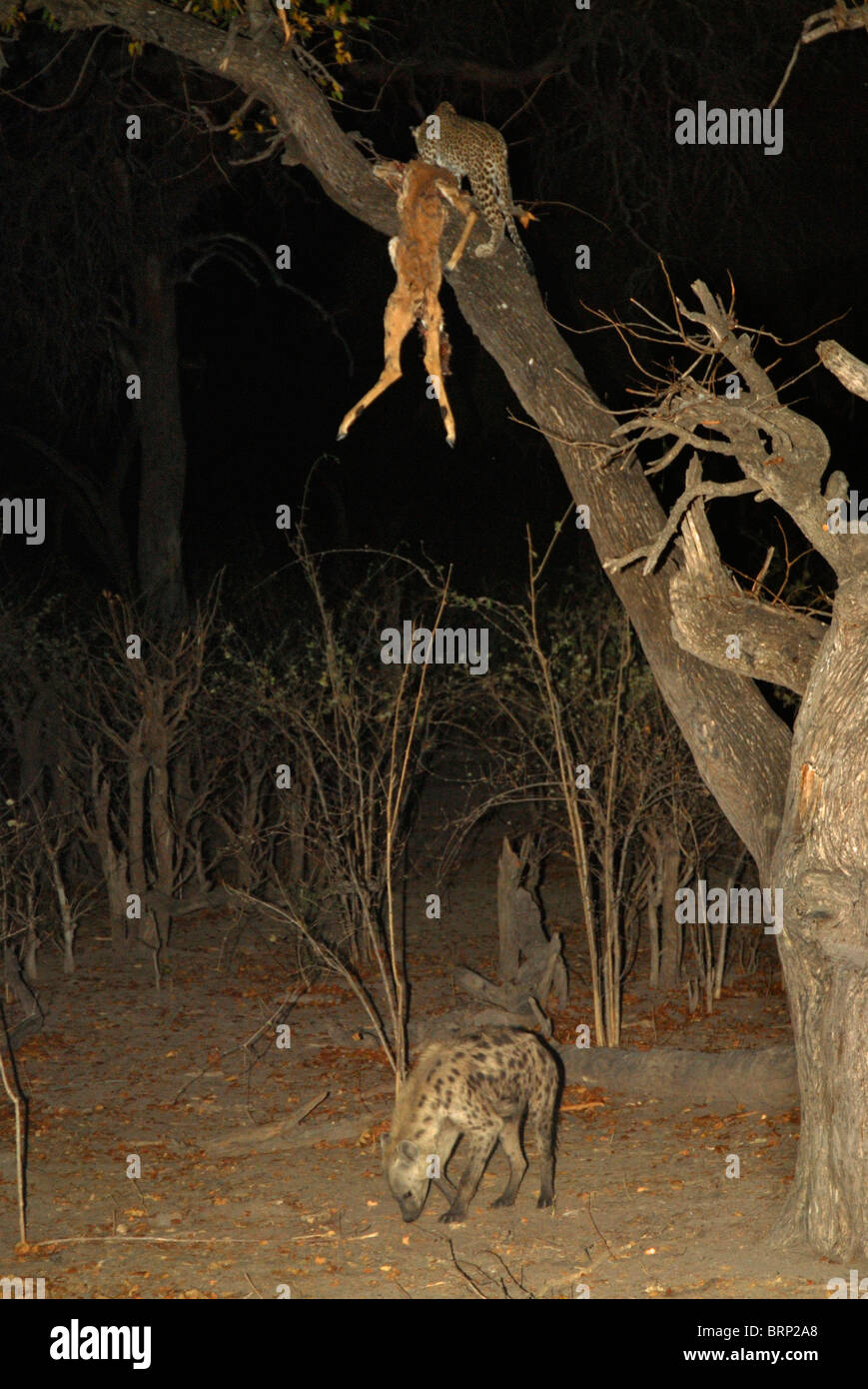 Homme leopard avec impala tuer dans l'arbre, l'hyène tachetée ci-dessous Banque D'Images
