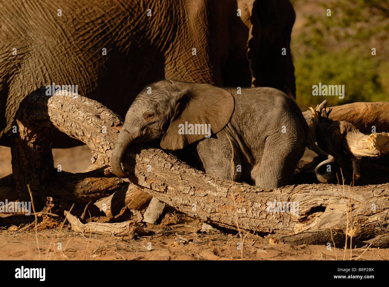 Jeune bébé éléphant Banque D'Images