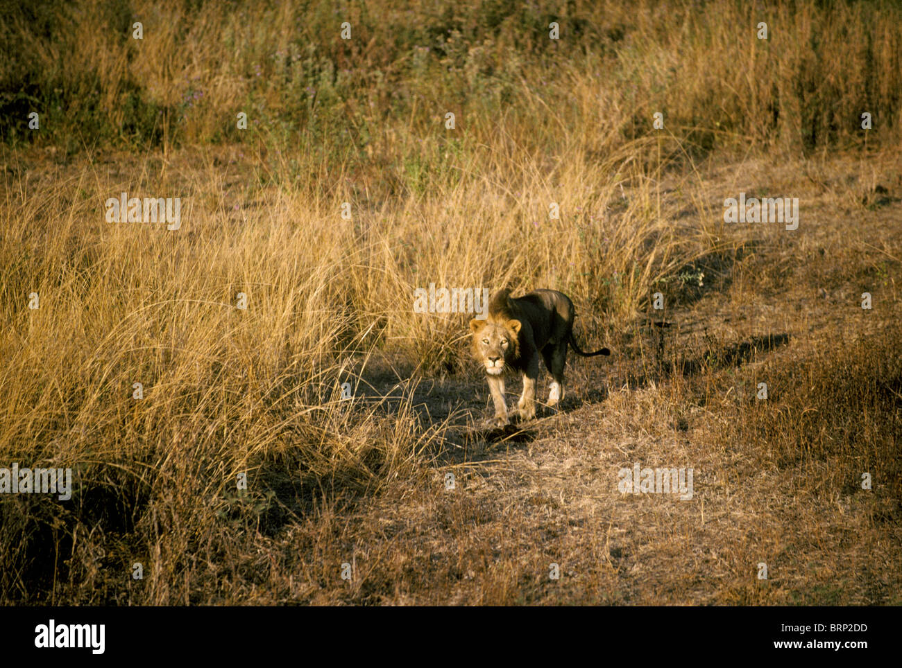 Vue aérienne d'un seul lion (Panthera leo) Balade dans les prairies sèches Banque D'Images