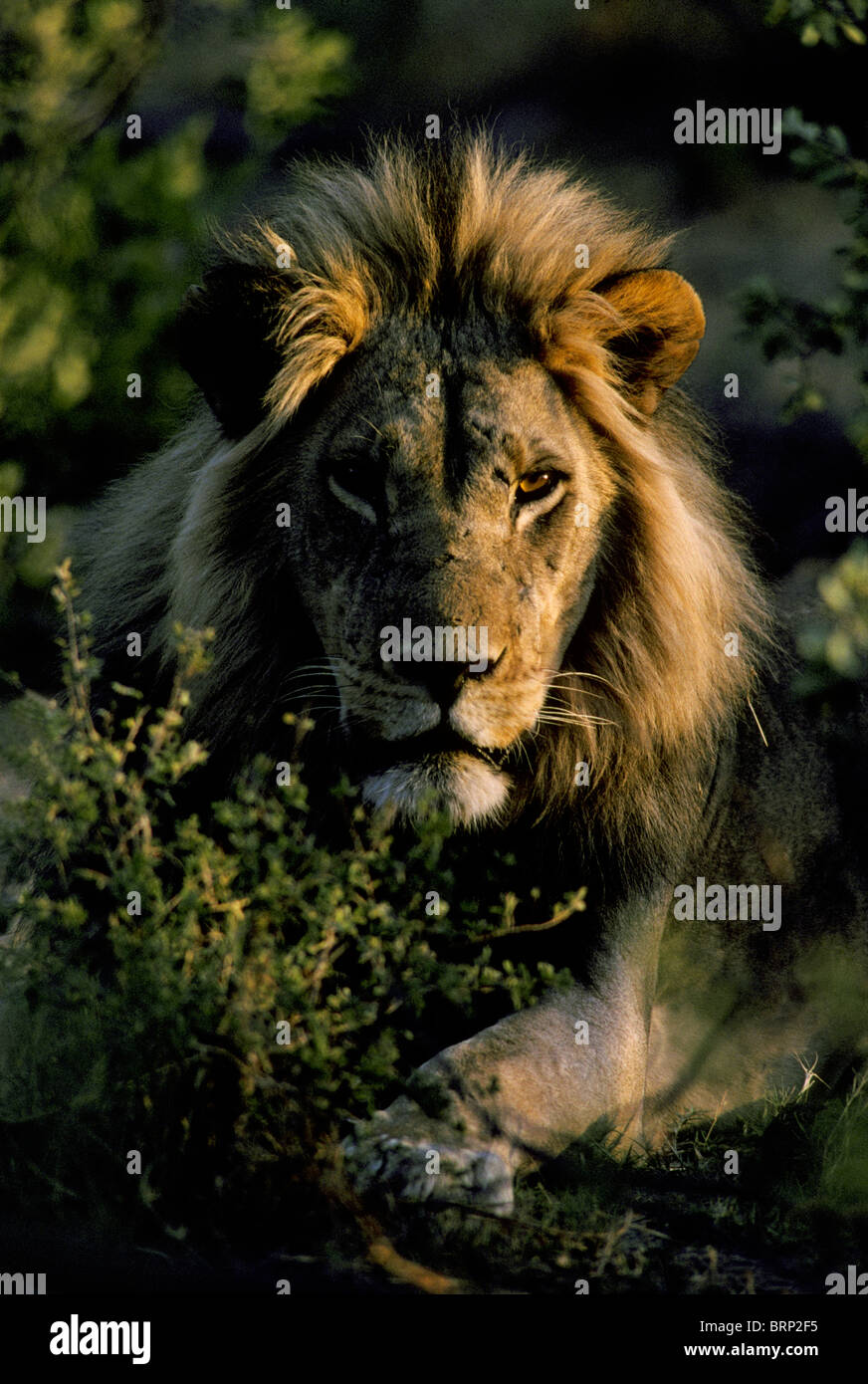 Lion (Panthera leo) portrait Banque D'Images