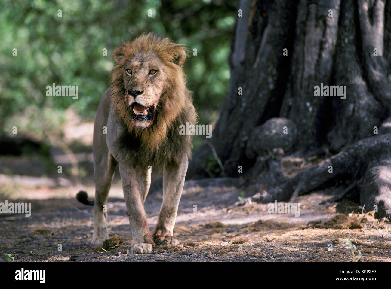Lion (Panthera leo) d'hommes marcher vers la caméra Banque D'Images